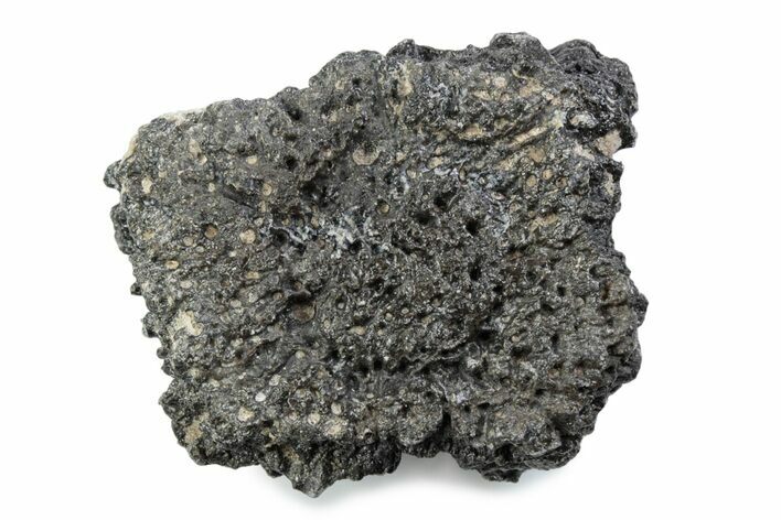 Fossil Glyptodont (Glyptotherium) Bony Armor Osteoderm - Florida #362301